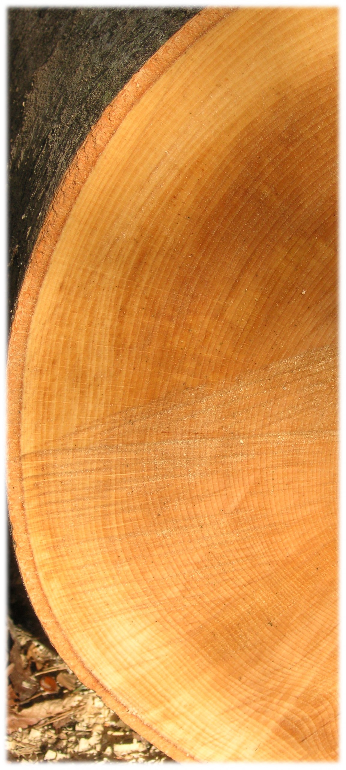 Naturpädagogik_Chronik naturpädagogik_moshammer_Chronik