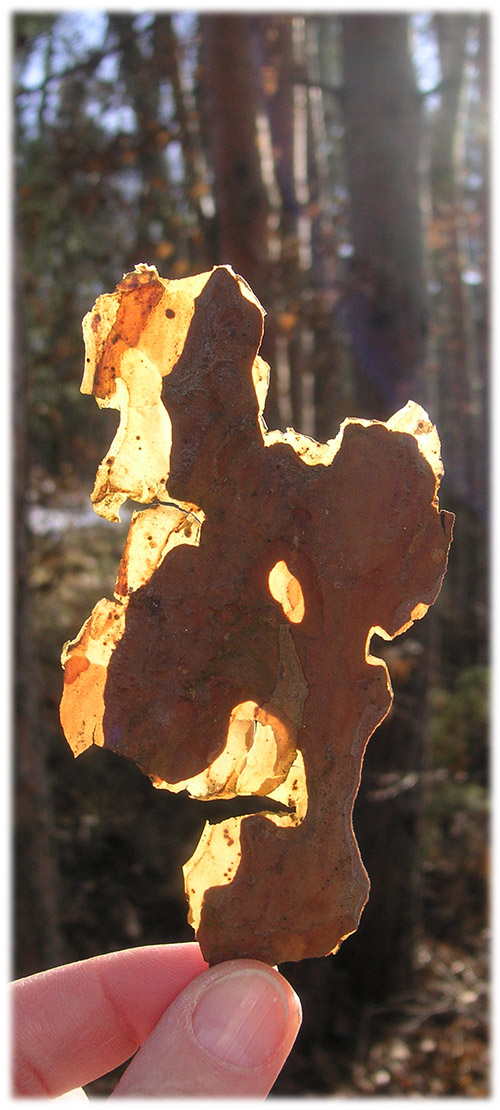 Waldpädagogik_Naturbühne waldpädagogik_moshammer_naturbühne