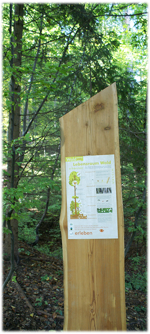 Waldpädagogik_Wald-Wissen waldpädagogik_moshammer_waldwissen