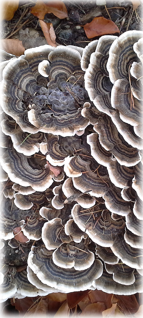 Naturpädagogik_NaturZeit naturpädagogik_moshammer_NaturZeit